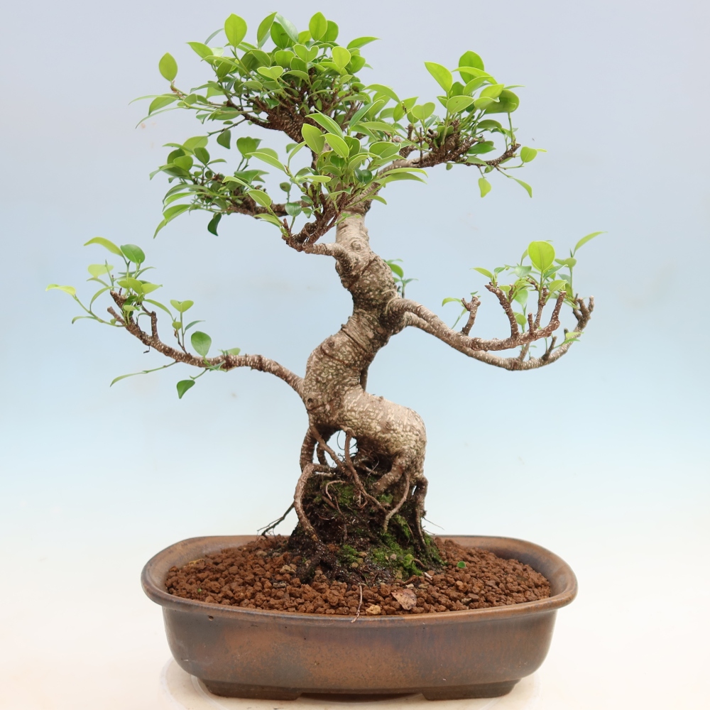 Room bonsai - Ficus kimmen - small-leaved ficus