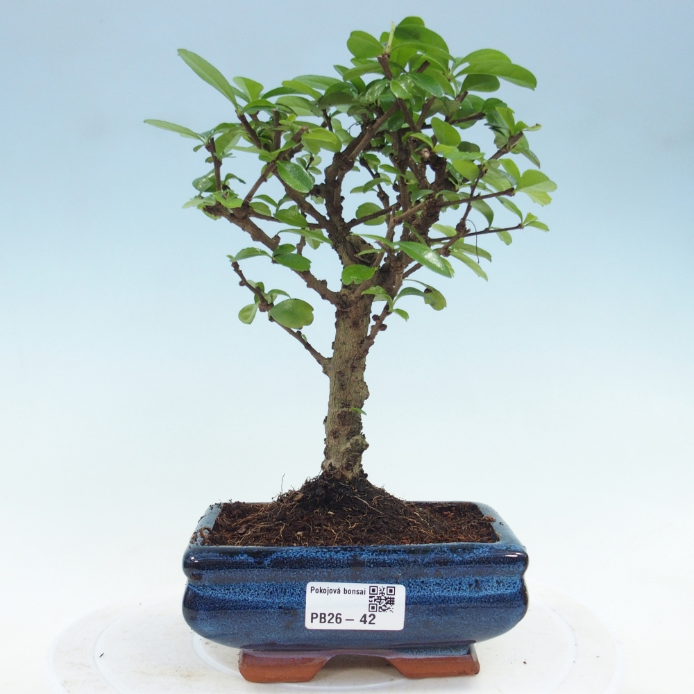 Room bonsai - Carmona macrophylla - Tea fuki