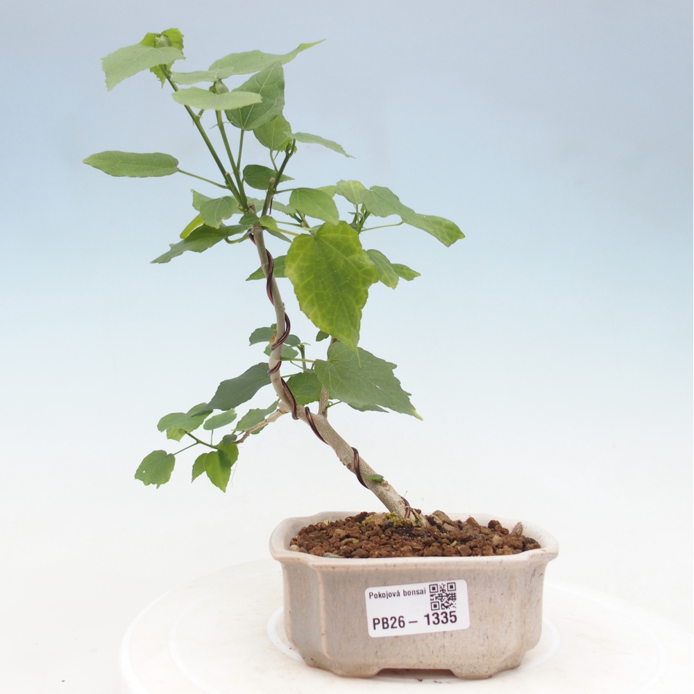 Indoor bonsai - Malvaviscus arboreus