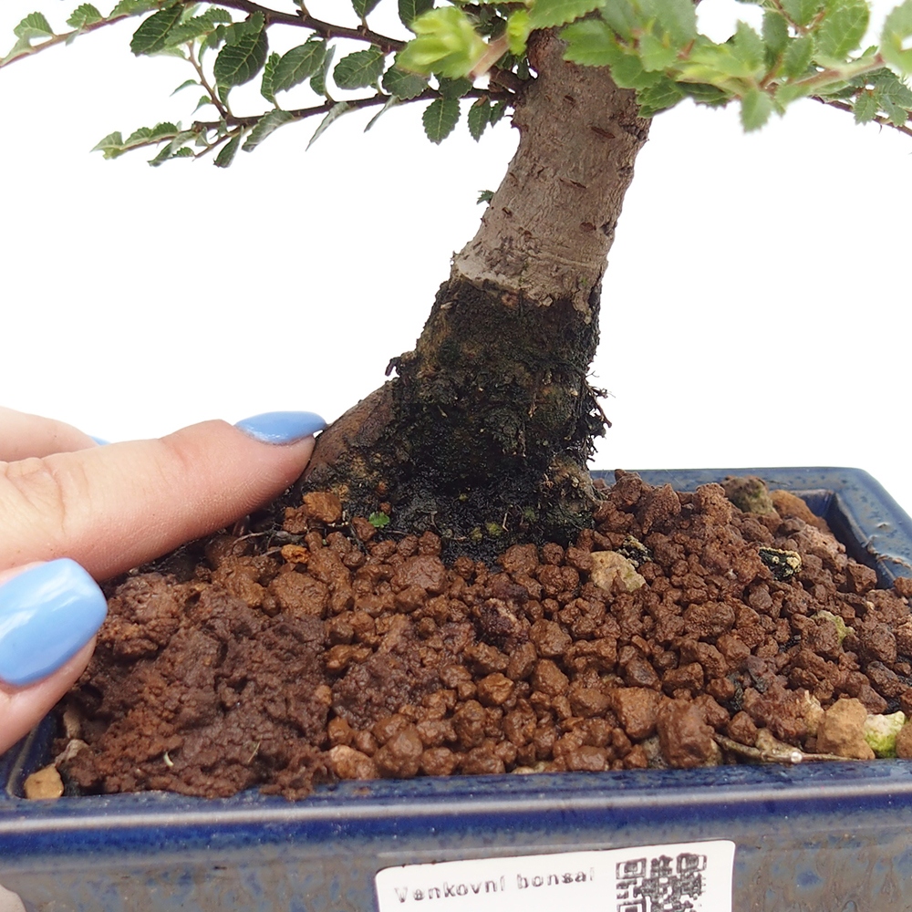 Outdoor bonsai - Ulmus parvifolia Hokkaido - Chinese elm