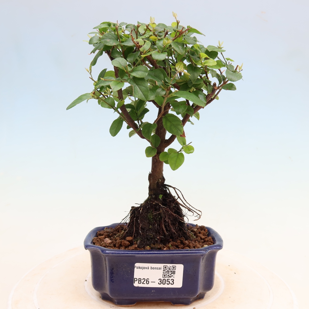 Room bonsai - Sageretia thea - Sageretia thea