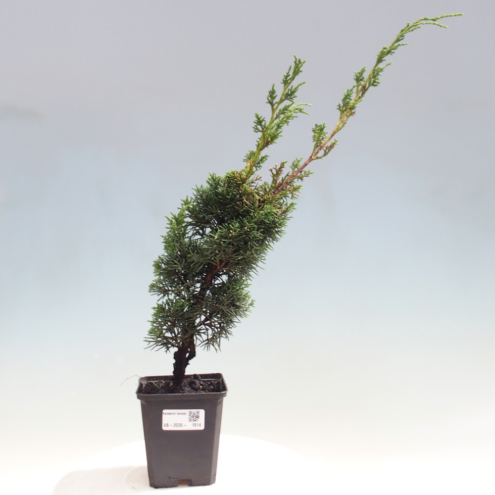 Outdoor bonsai - Juniperus chinensis Kishu
