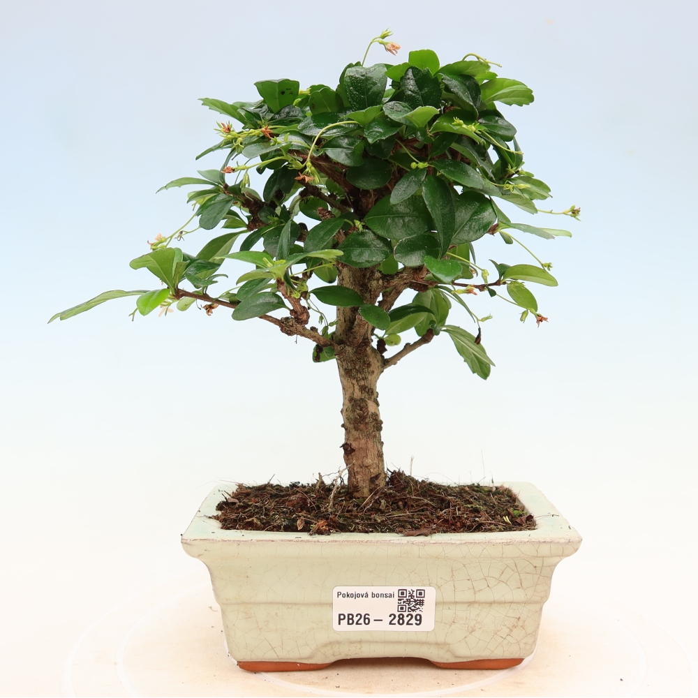 Room bonsai - Carmona macrophylla - Tea fuki
