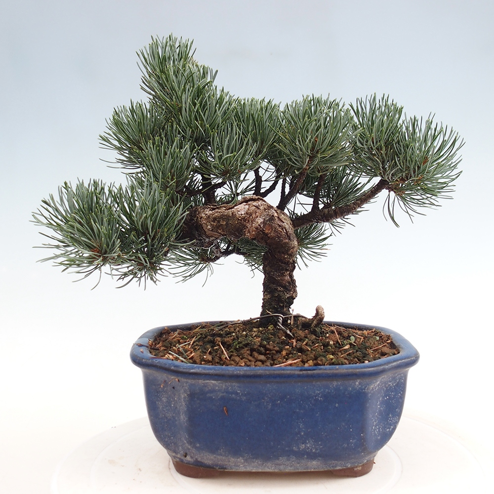 Outdoor bonsai - Pinus parviflora - Small pine tree