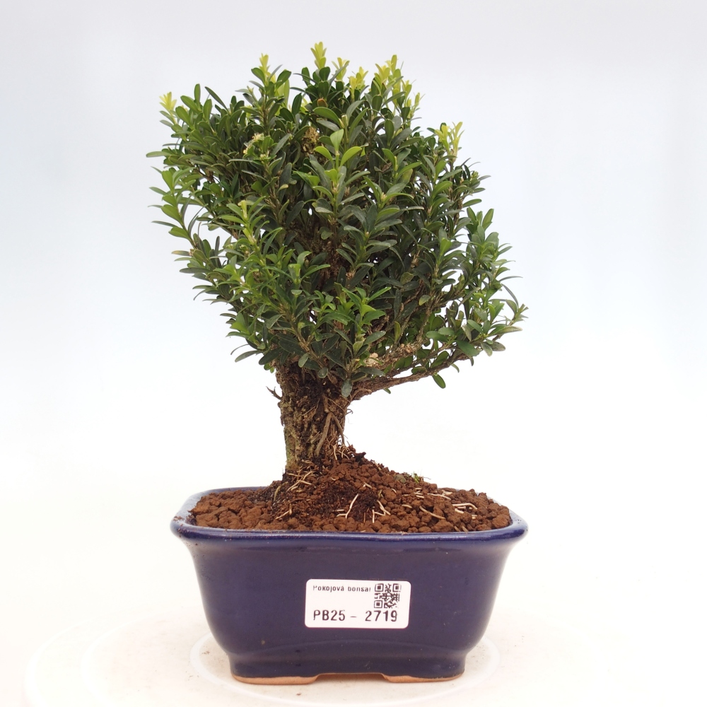 Indoor bonsai - Buxus harlandii - Cork boxwood