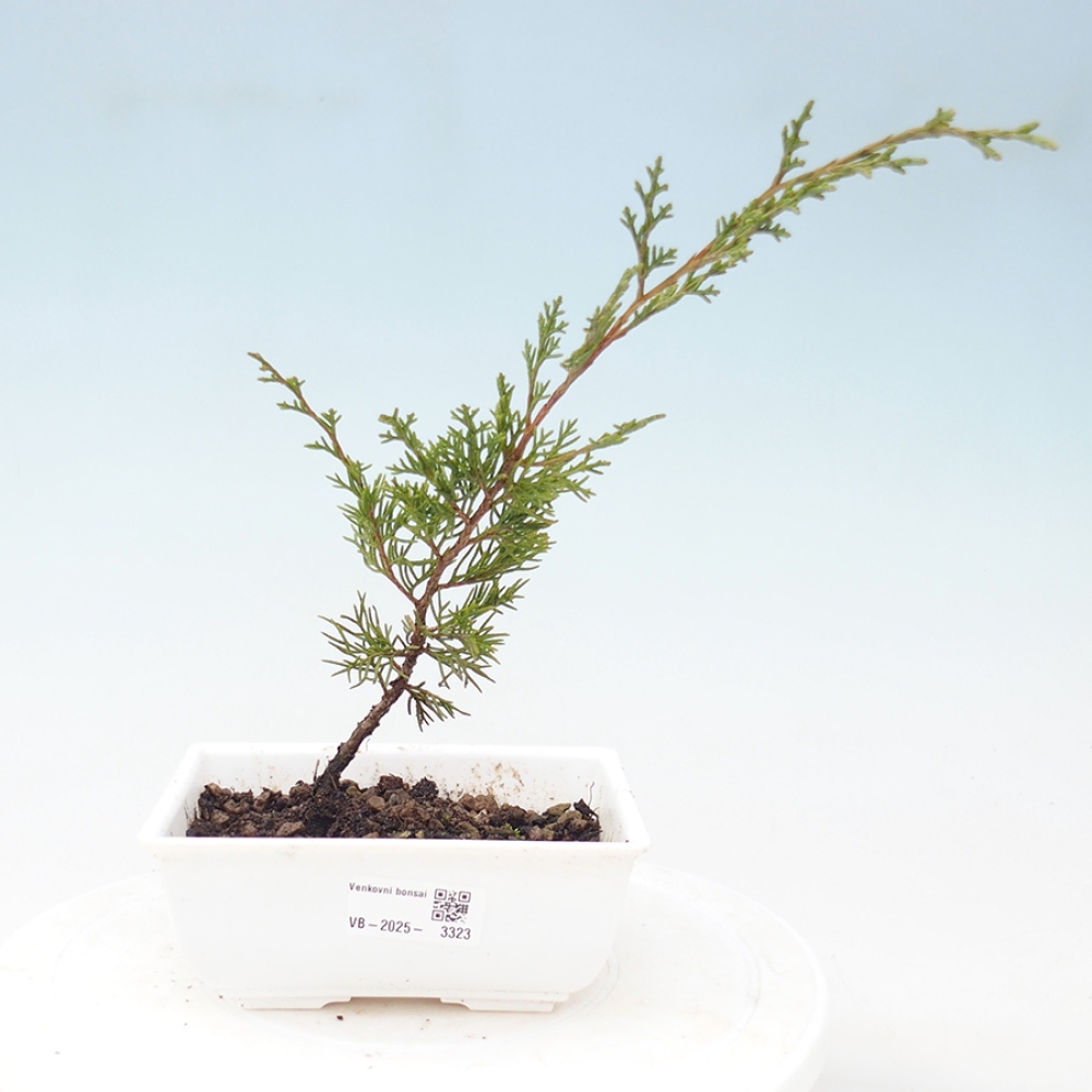 Outdoor bonsai - Juniperus chinensis Itoigawa - Chinese juniper
