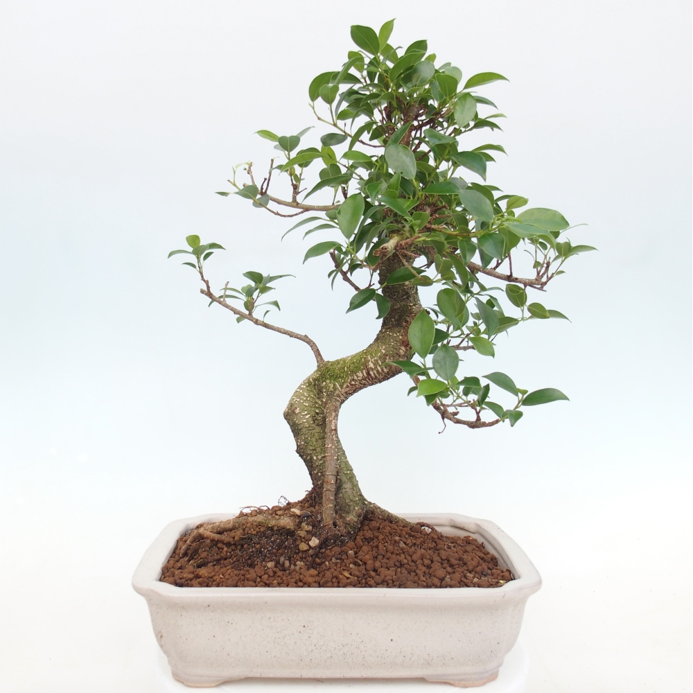 Room bonsai - Ficus kimmen - small-leaved ficus