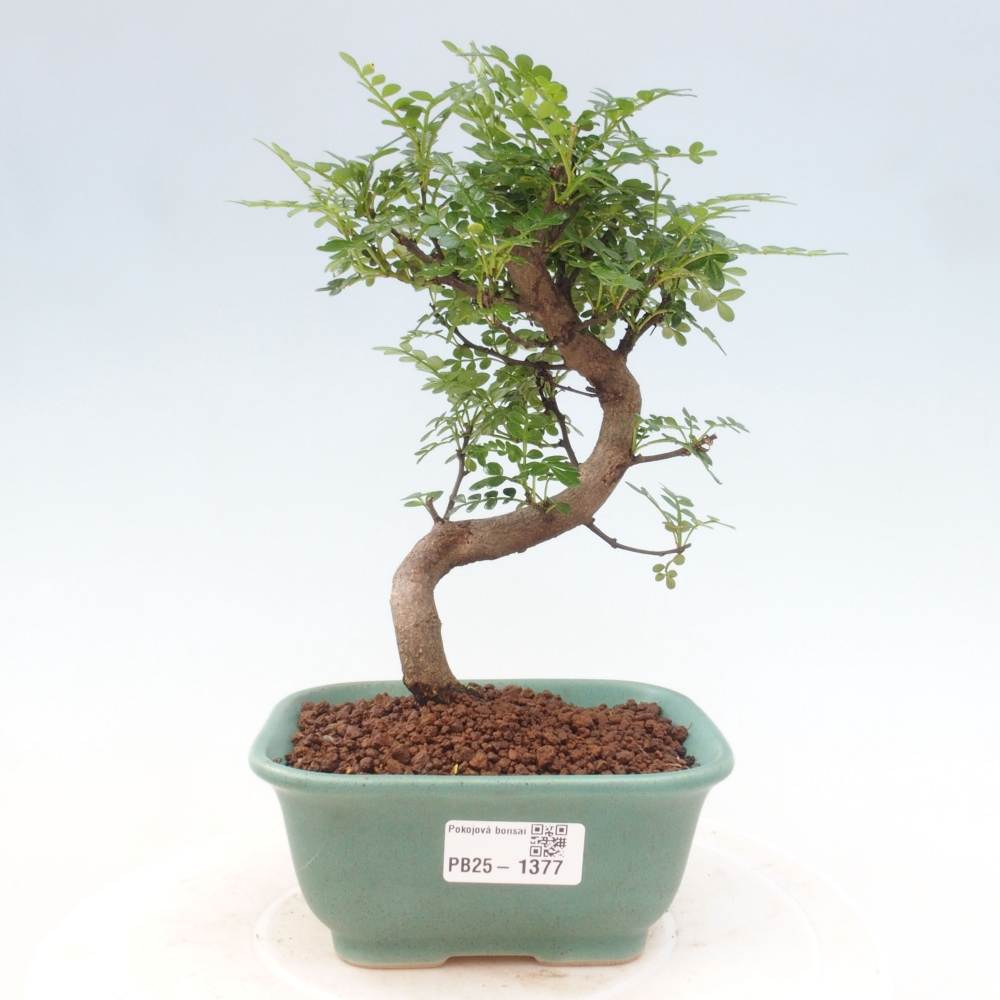 Indoor bonsai - Zantoxylum piperitum - Peppermint