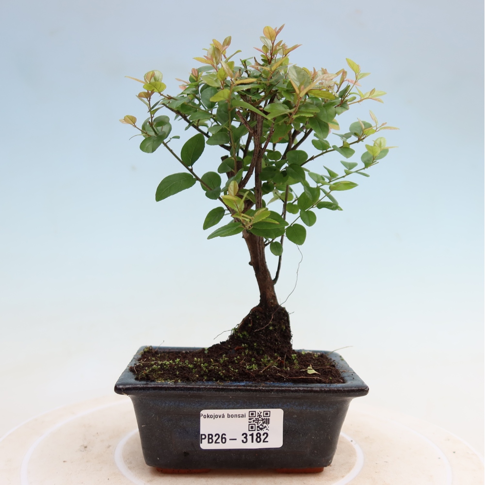 Room bonsai - Sageretia thea - Sageretia thea