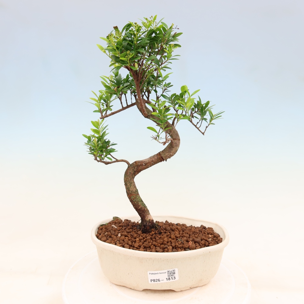 Room bonsai - Syzygium - Pimento