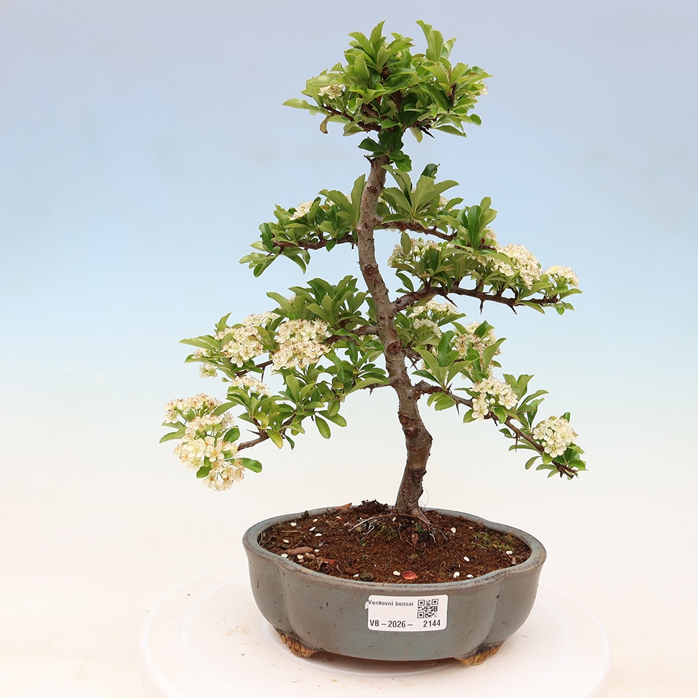 Outdoor Bonsai - Pyracantha teton - Scarlet Firethorn