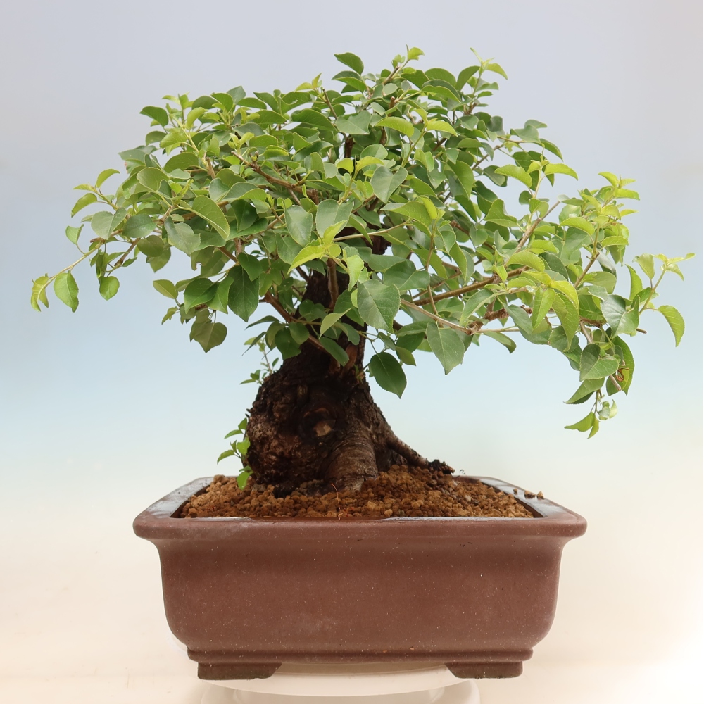 Outdoor Bonsai - Mahaleb Cherry - Prunus mahaleb
