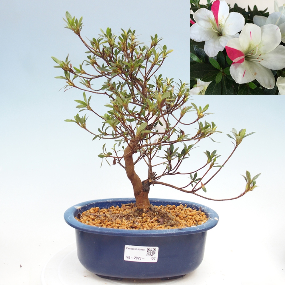Outdoor bonsai - Japanese Azalea - Azalea Suigootome