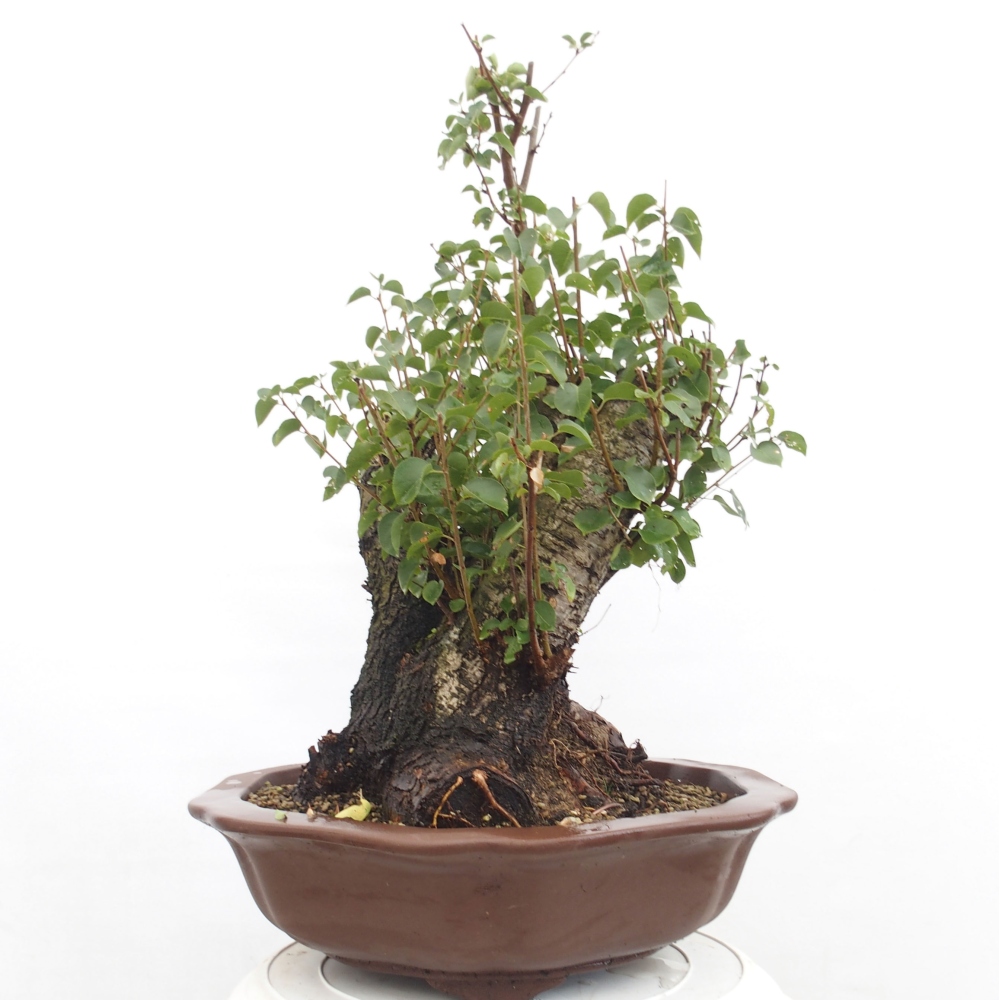 Outdoor bonsai - Mahalebka - Prunus mahaleb