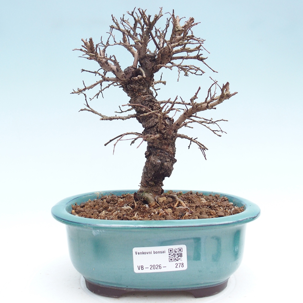 Outdoor bonsai - Zelkova - Zelkova NIRE