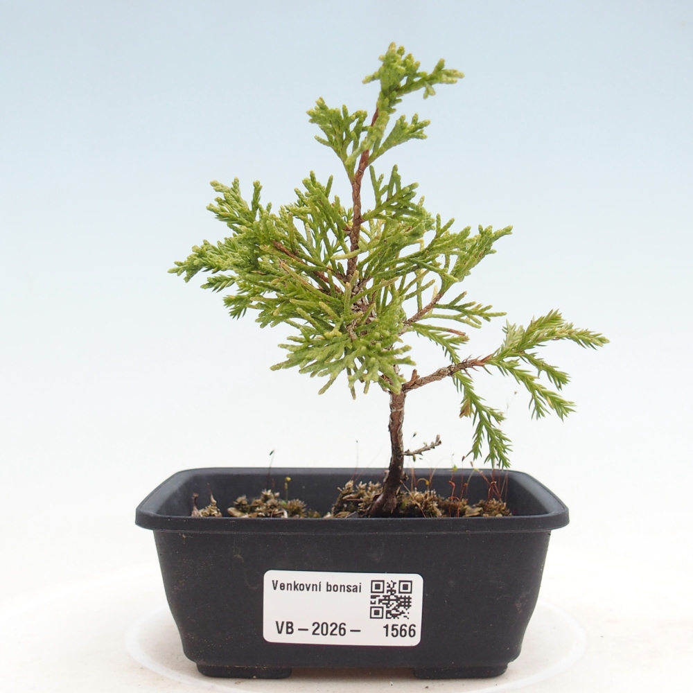 Outdoor bonsai - Juniperus chinensis Itoigawa