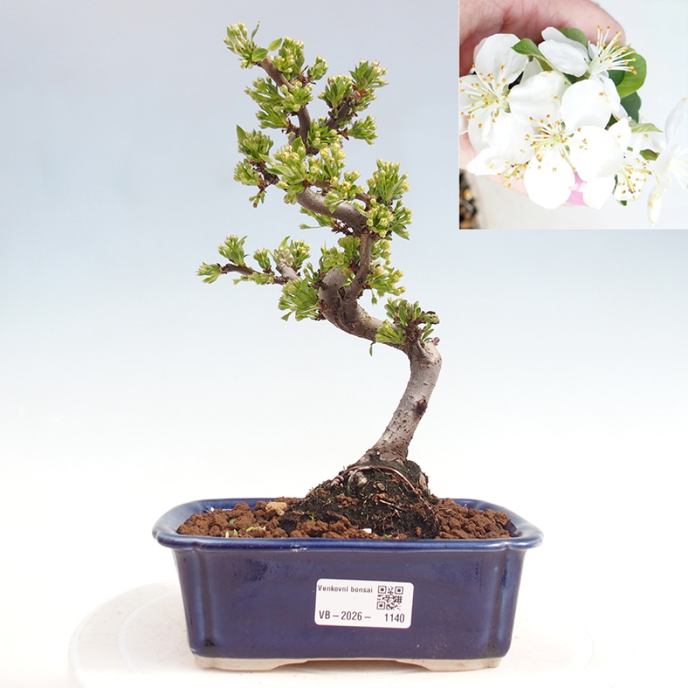 Outdoor bonsai - Malus sargentii - Small-fruited apple tree