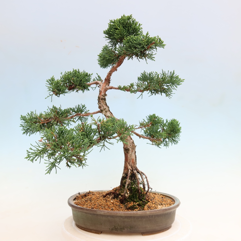 Outdoor bonsai - Juniperus chinensis Kishu