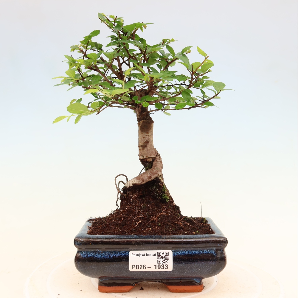Room bonsai - Ulmus parvifolia - Small-leaved elm