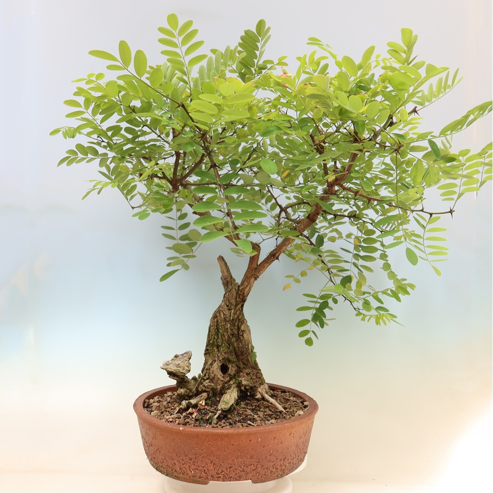 Outdoor Bonsai - Black Locust - Robinia pseudoacacia