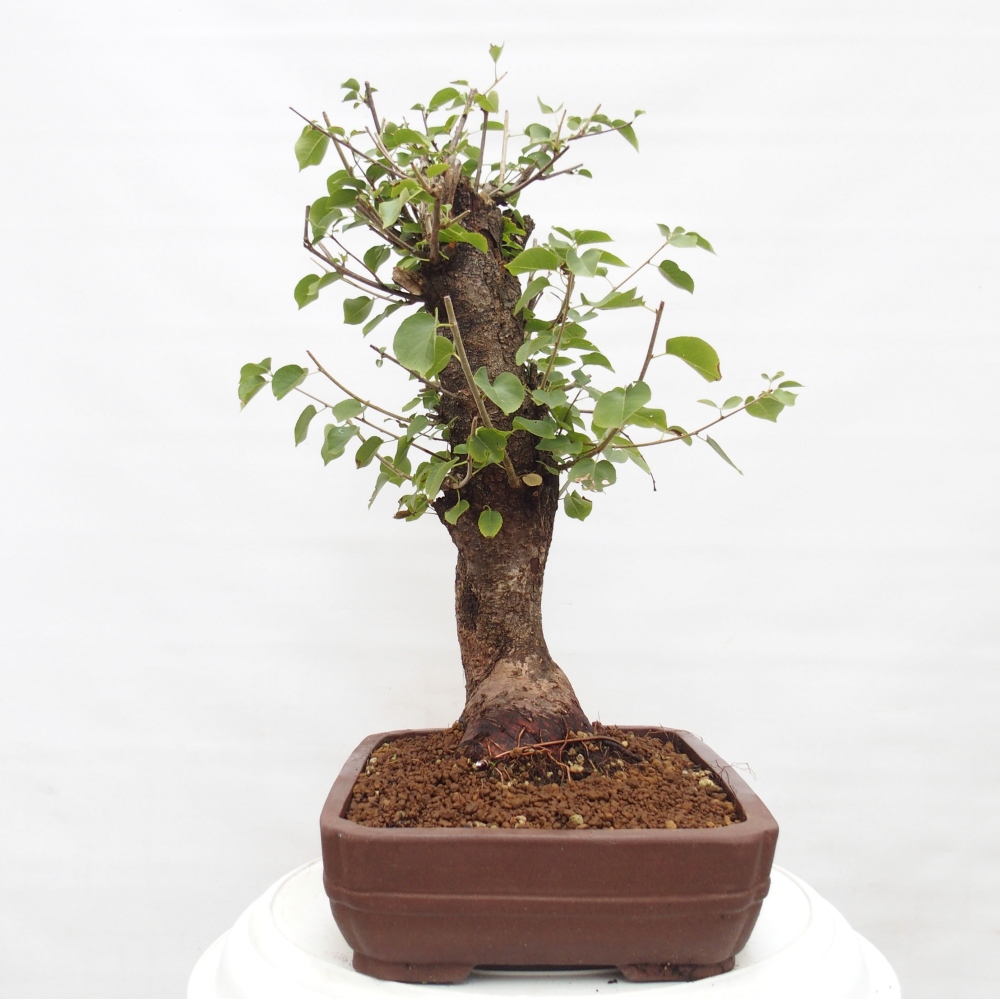 Outdoor bonsai - Mahalebka - Prunus mahaleb