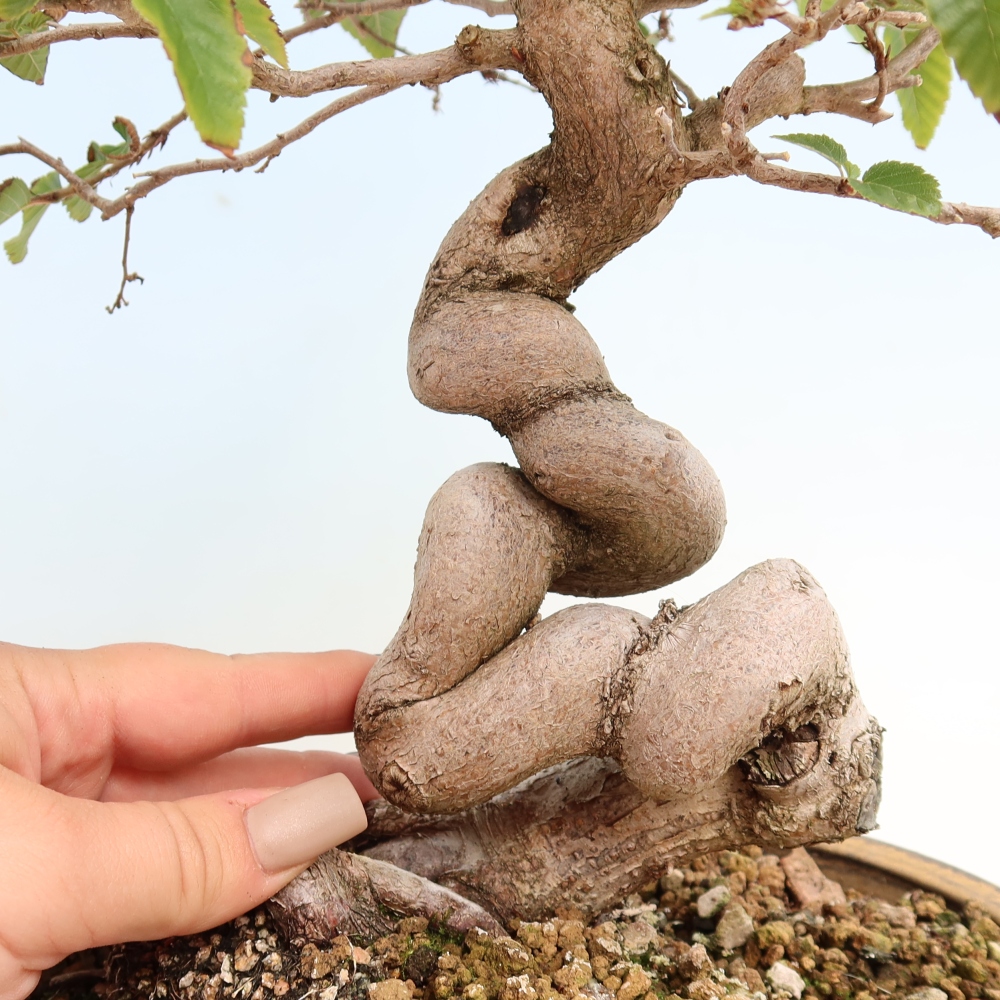 Outdoor bonsai -Carpinus CARPINOIDES - Korean Hornbeam