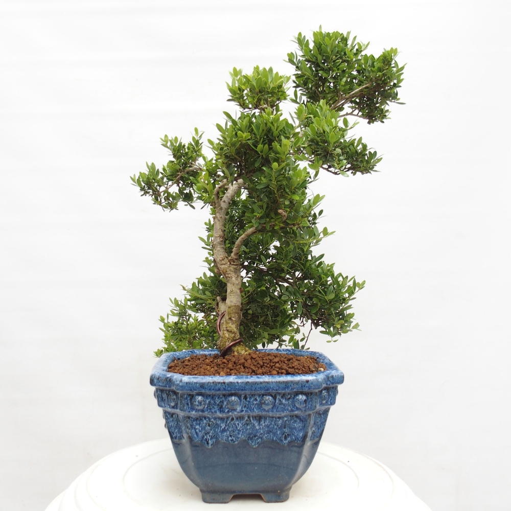 Indoor bonsai - Ilex crenata - Holly