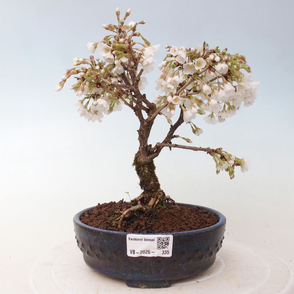 Outdoor bonsai - Prunus incisa Kojou-no mai-Plivon cut out