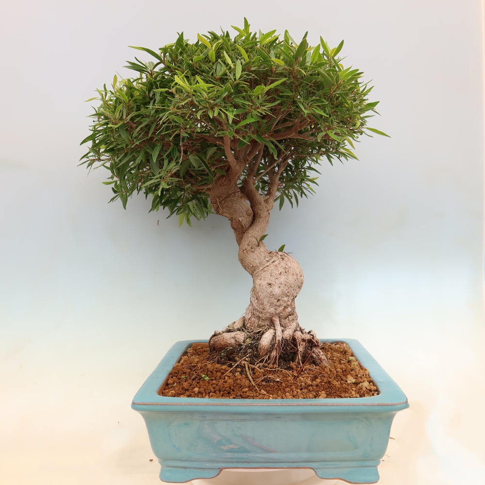 Room bonsai - Ficus nerifolia - small-leaved ficus
