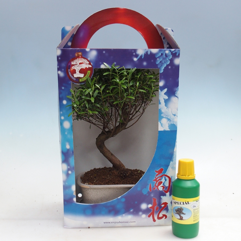 Indoor bonsai in gift box Syzygium - Pimento tree