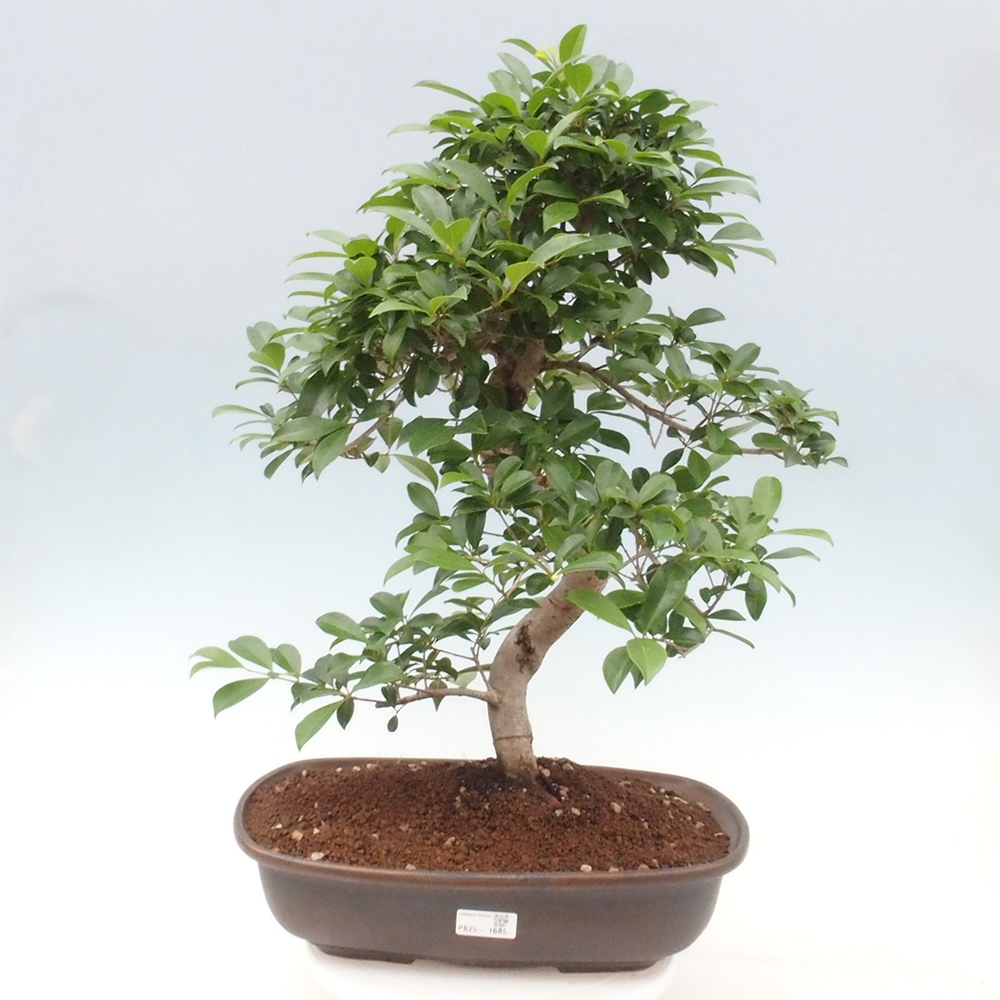 Indoor Bonsai - Australian Cherry - Eugenia uniflora