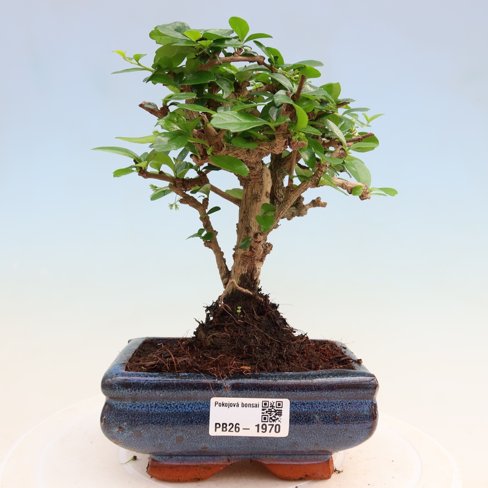 Room bonsai - Carmona macrophylla - Tea fuki