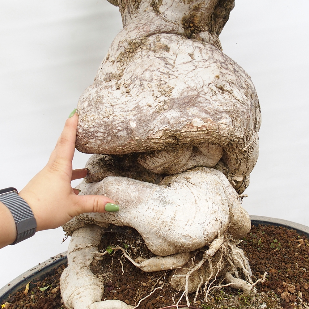 Indoor bonsai - Bouganwilea