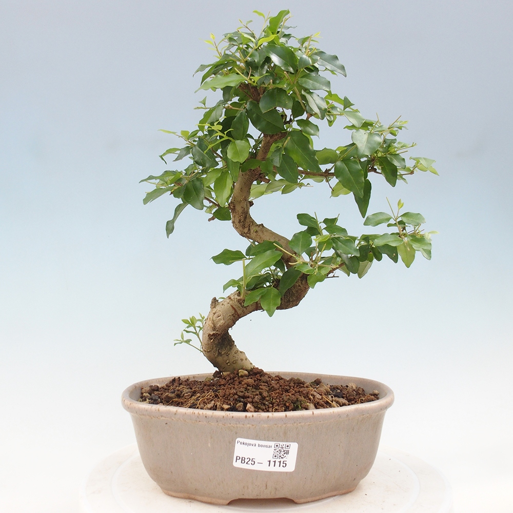 Indoor bonsai - Ligustrum chinensis - Bird's eye view