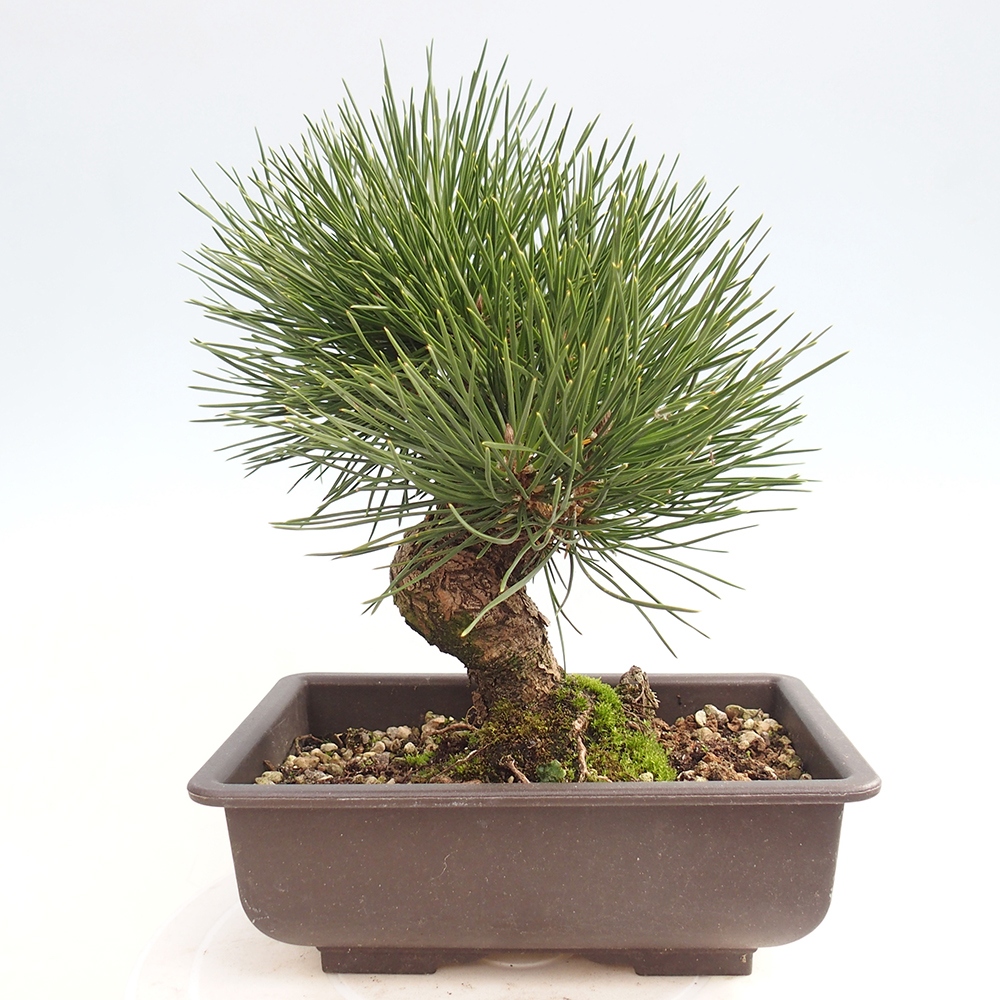 Outdoor bonsai - Pinus thunbergii - Thunberg pine