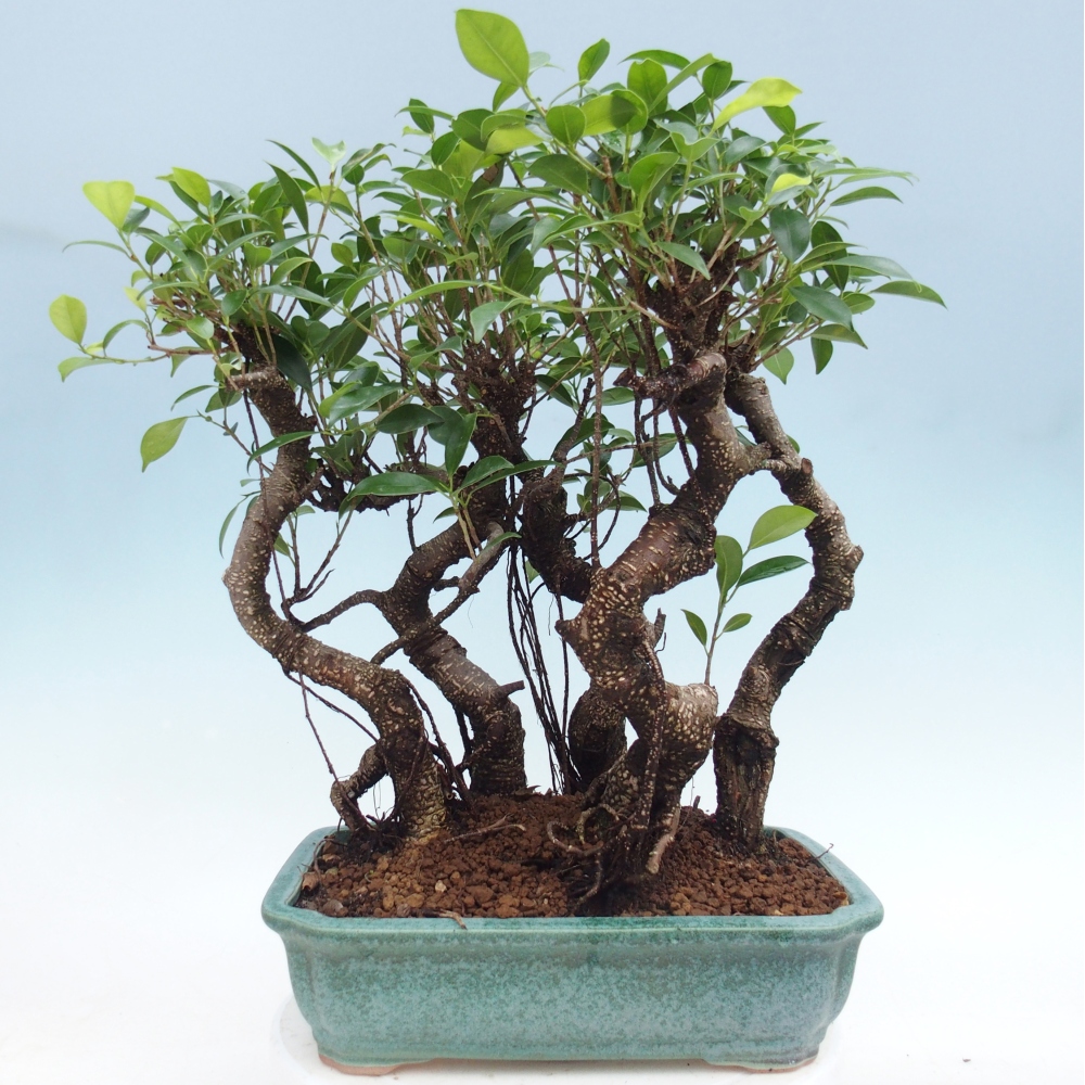 Room bonsai - Ficus kimmen - small-leaved ficus