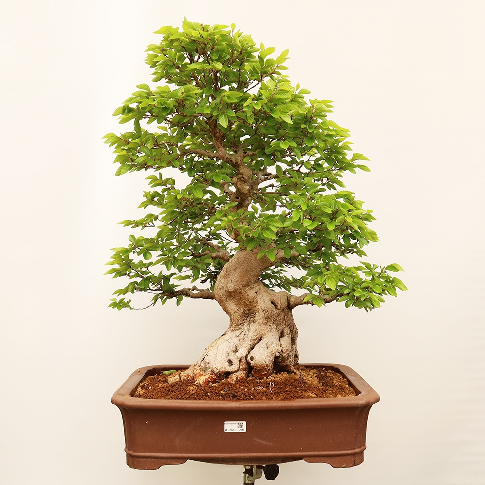 Outdoor bonsai - Carpinus Coreana - Korean hornbeam