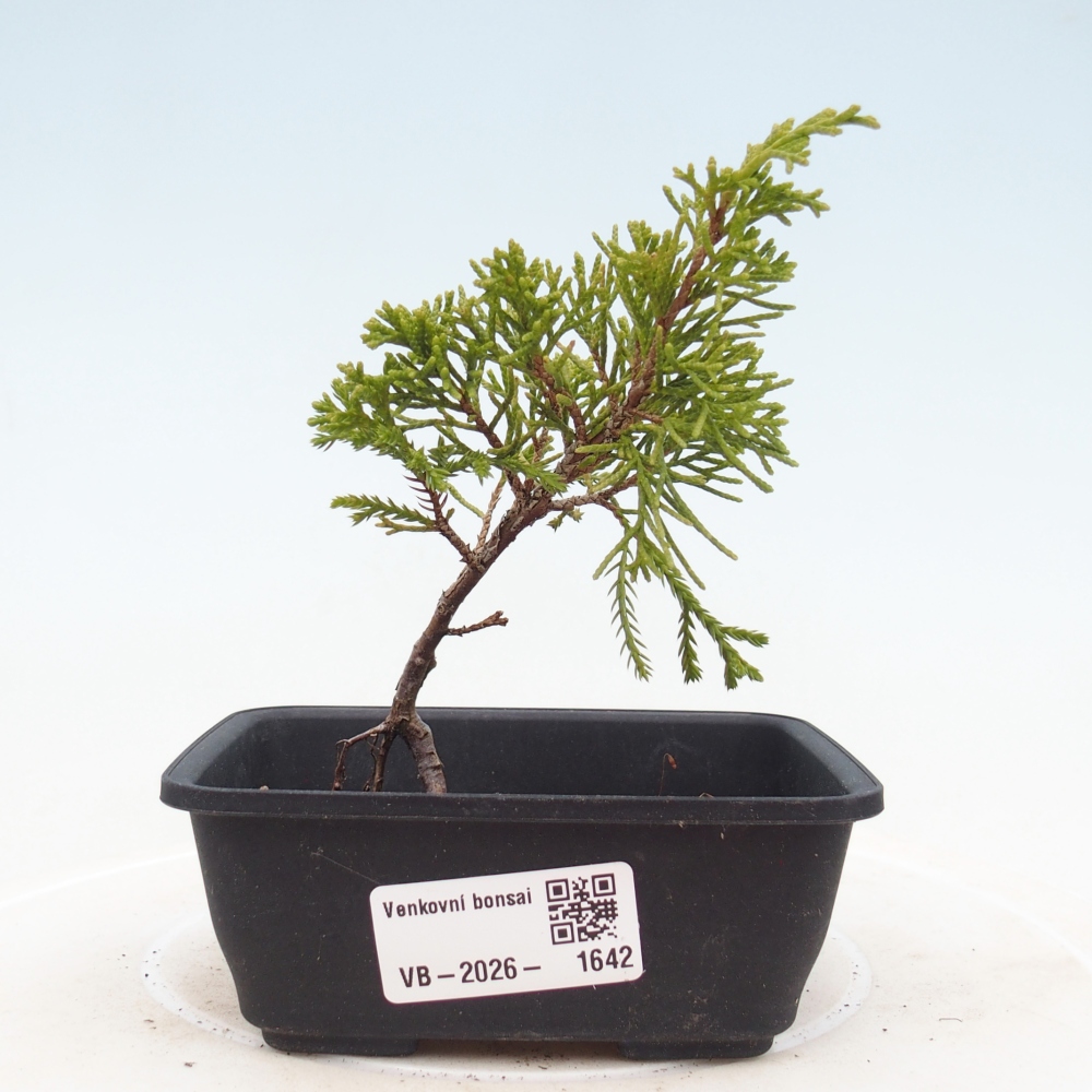 Outdoor bonsai - Juniperus chinensis Itoigawa