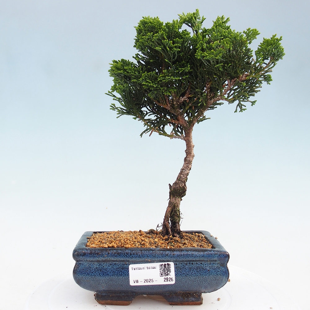 Outdoor bonsai - Cham.pis obtusa Nana Gracilis - Cypress