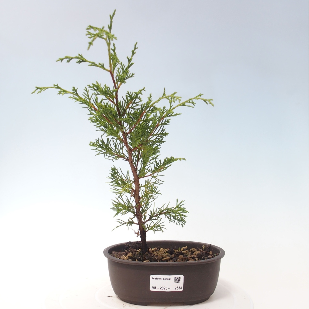 Outdoor bonsai - Juniperus chinensis Itoigawa - Chinese juniper