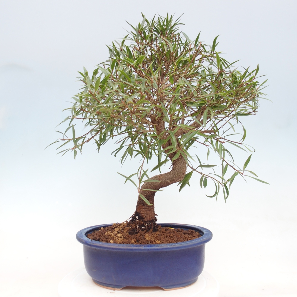 Room bonsai - Ficus nerifolia - small-leaved ficus