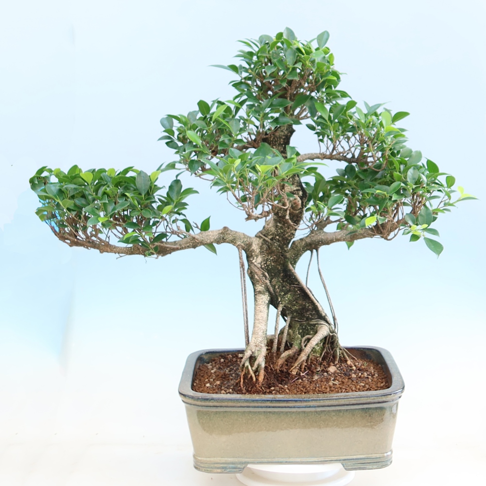 Room bonsai - Ficus kimmen - small-leaved ficus