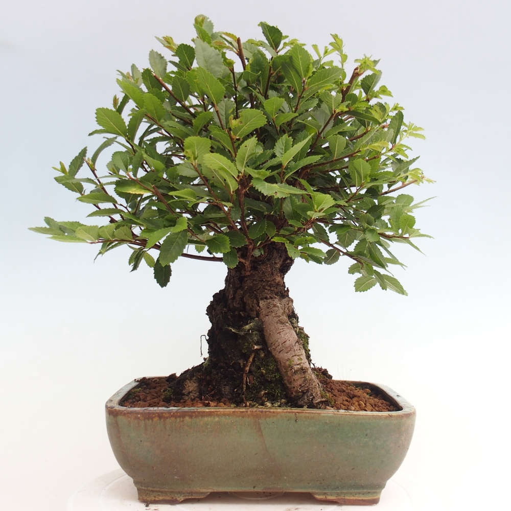 Outdoor bonsai - Zelkova - Zelkova NIRE