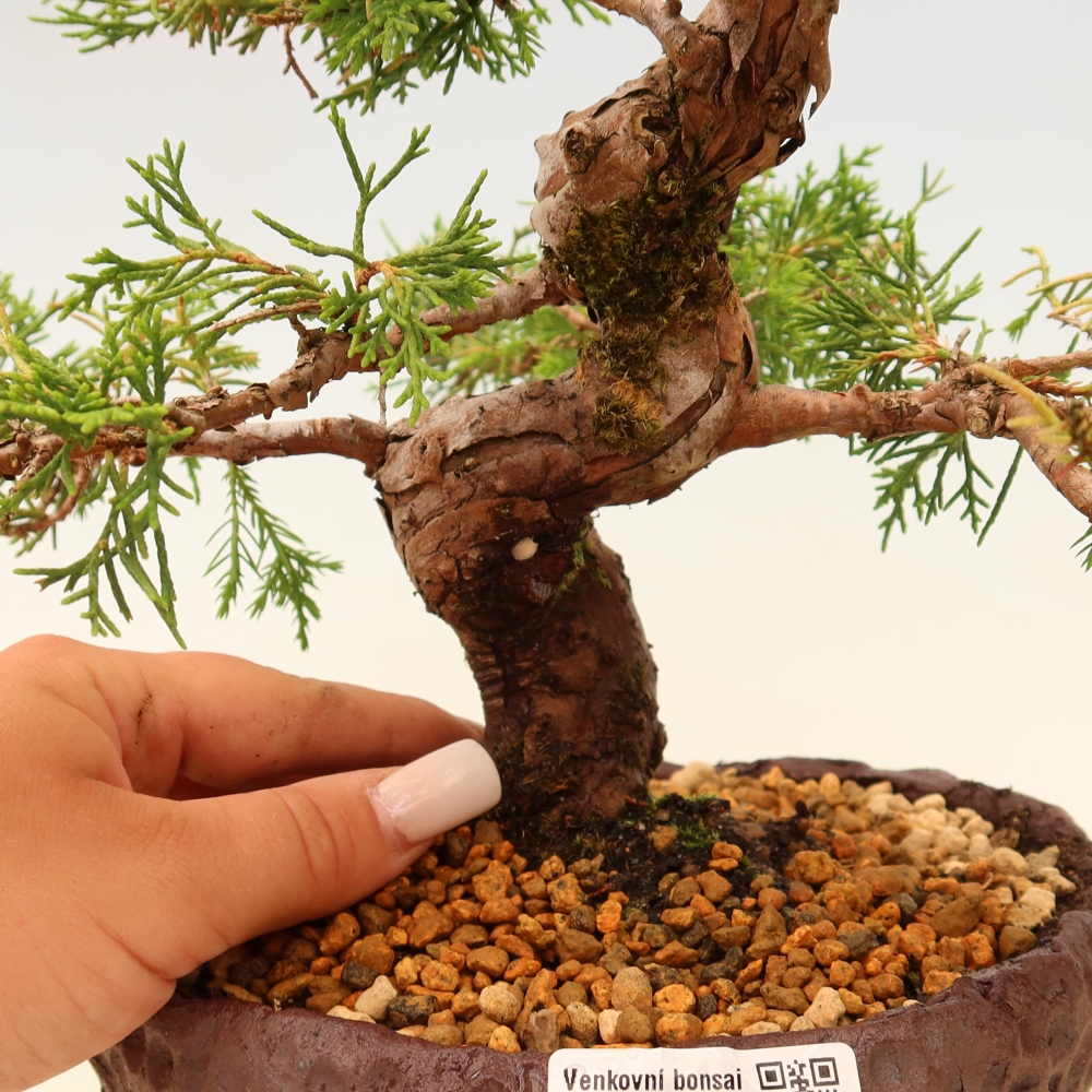 Outdoor bonsai - Juniperus chinensis Itoigawa