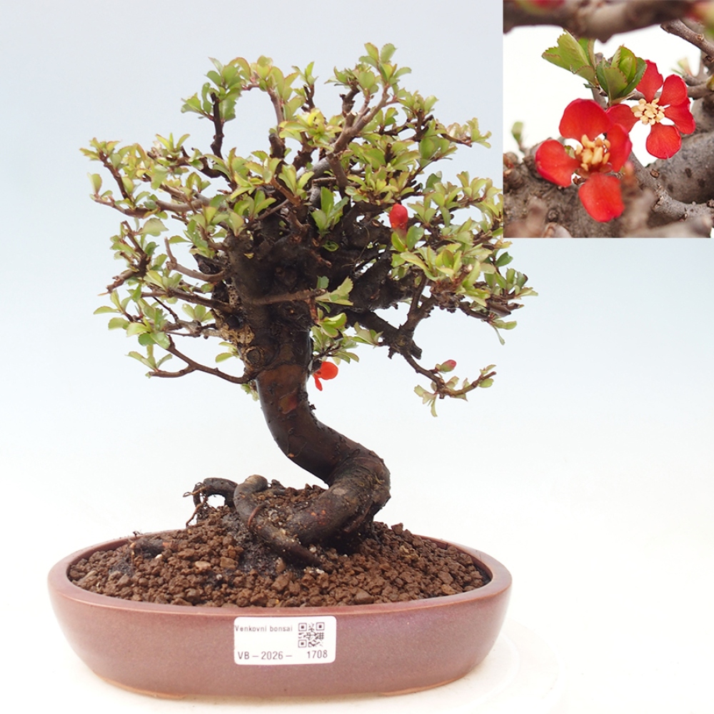 Outdoor bonsai - Chaneomeles speciosa - Quince