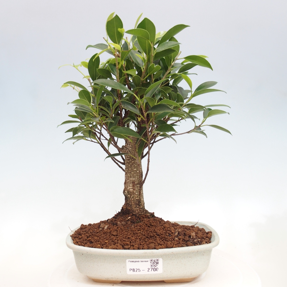 Indoor bonsai - Ficus retusa - small ficus