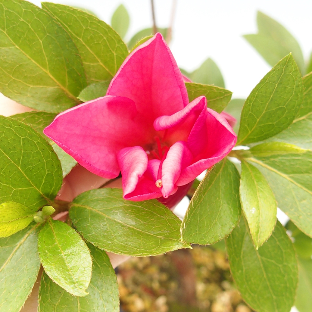Outdoor bonsai - Japanese azalea - Azalea Saien