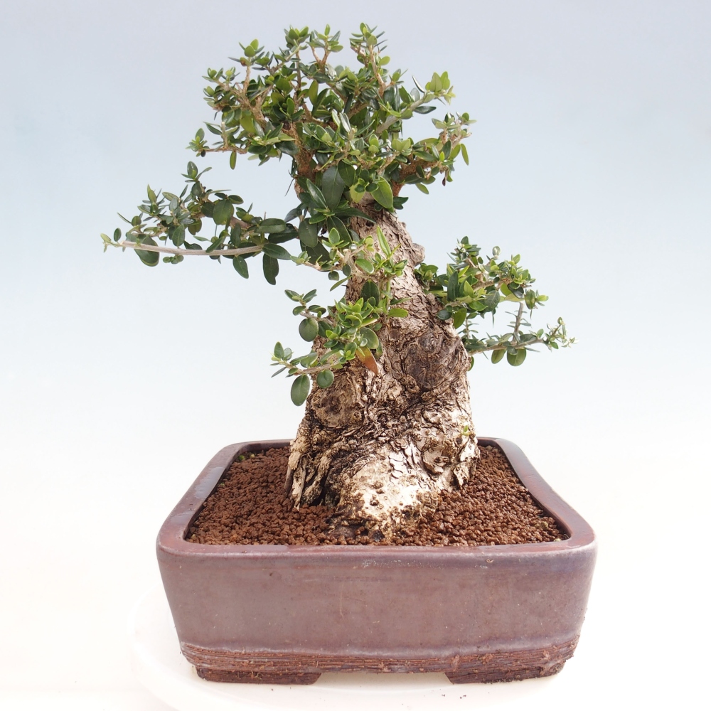 Indoor bonsai - Olea europaea sylvestris - European small-leaved olive oil