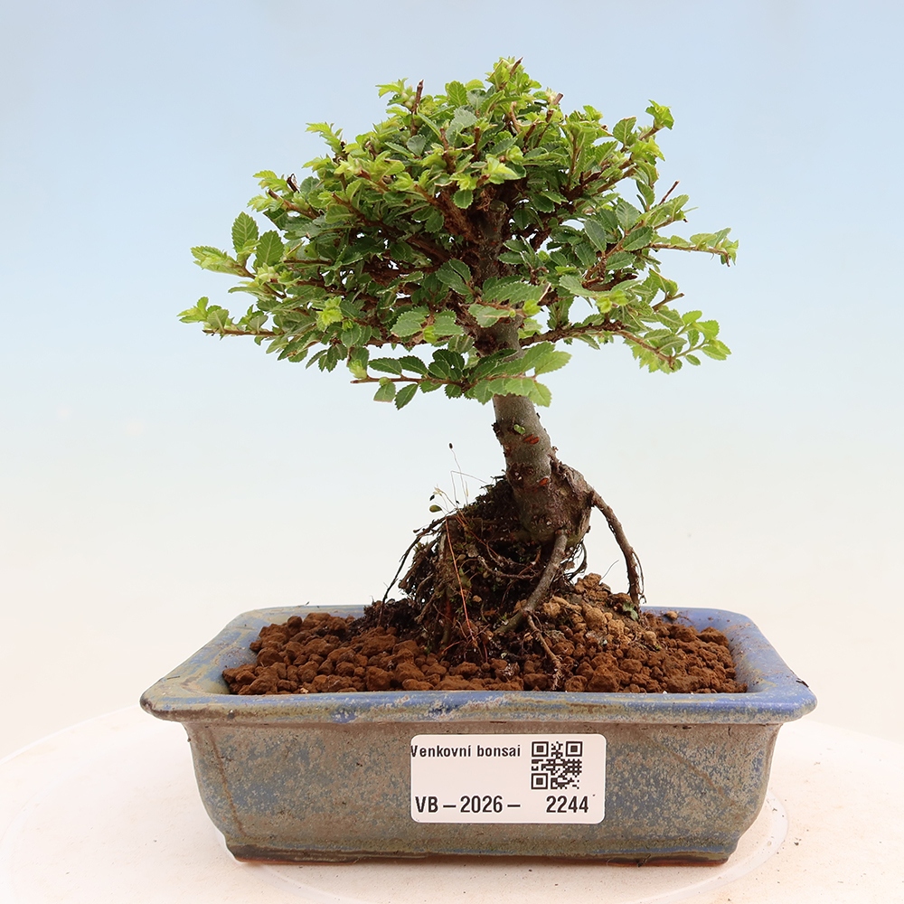 Outdoor Bonsai - Ulmus parvifolia 'Sagei' - Small-leaved Elm
