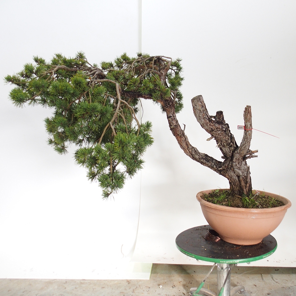 Yamadori - Pinus sylvestris Spain